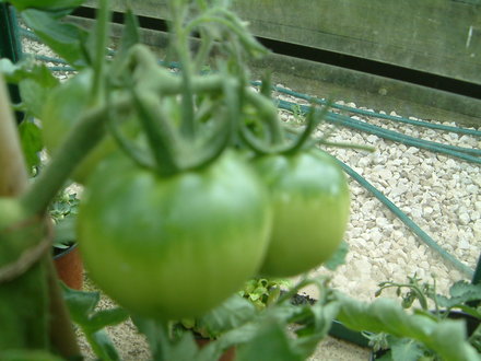 big green tomato