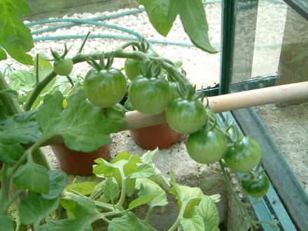 green tomatoes