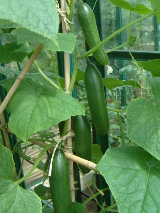 cucumbers