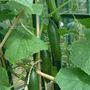 Dscf0014