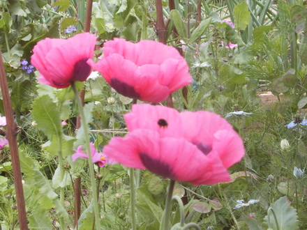 Poppys - Can you see the bee? (Papaver somniferum (Opium poppy))