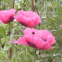 Papaver somniferum (Opium poppy)