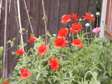 Corn Poppys (Papaver rhoeas (Corn poppy))