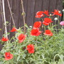 Papaver rhoeas (Corn poppy)