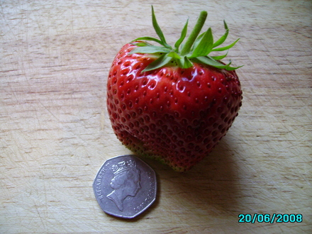 Strawberry