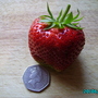 Summer_2008_006
