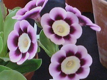 A garden flower photo