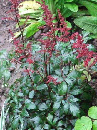 astilbe 'Fanal' (Astilbe arendsii (Astilbe Colour Magic))