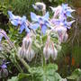 borage_in_flower.jpg