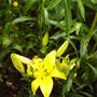 yellow_lily_open.jpg