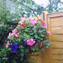 hanging_basket.jpg