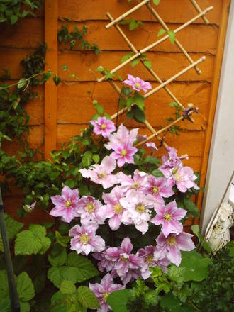 clematis.jpg