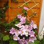 clematis.jpg