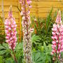 lupins_going_in_to_seeds.jpg