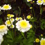 closeup_feverfew.jpg