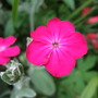 Lychnis coronaria.flower (Lychnis coronaria (Rose campion))