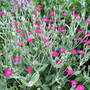 Lychnis coronaria plant. (Lychnis coronaria (Rose campion))