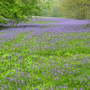 Enys__may_8th__08_001