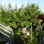 Allotment_2_003