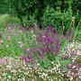 Salvia sylvestris