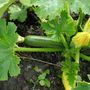 MY COURGETTES
