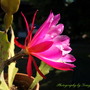 20080620_18b