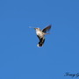 20080620_54b