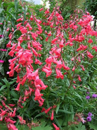 Penstemon 'Geoff Hamilton' (Penstemon)