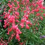 Penstemon__geoff_hamilton_