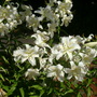 White Lilly