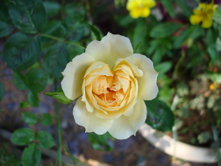 A garden flower photo