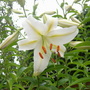 Single White Lilly