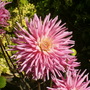 Dahlia