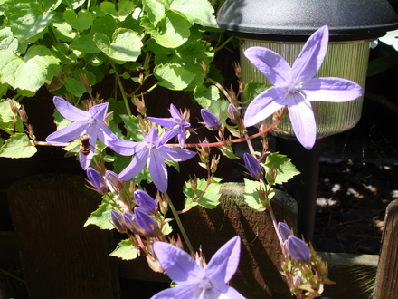 A garden flower photo