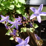 Dsc02077