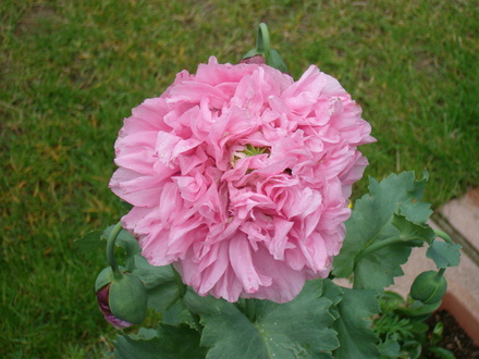 Poppy