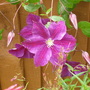Clematis
