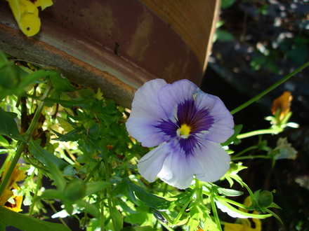 A garden flower photo