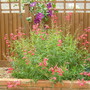 Penstemon