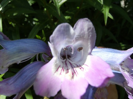 Penstemon (Penstemon)
