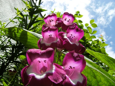 Penstemon (Penstemon)
