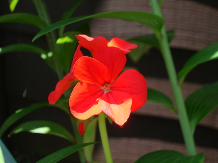 DSC02091.jpg