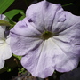 Dsc02093