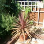 Cordyline palm