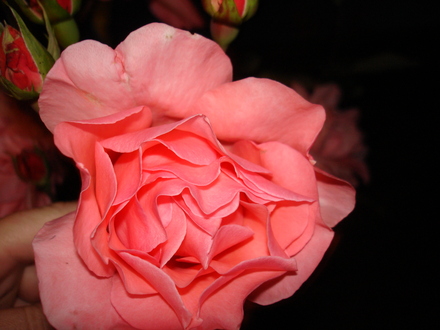 A garden flower photo