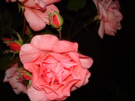 A garden flower photo