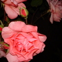 Dsc02106