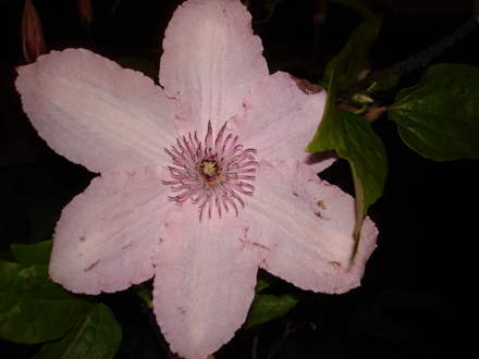 A garden flower photo