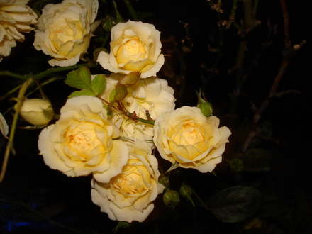 A garden flower photo