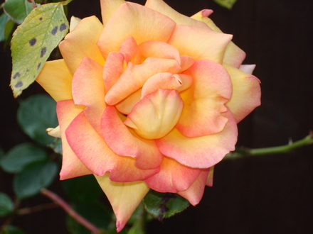 A garden flower photo